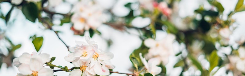 Blomster