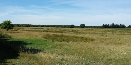 Afgræsning ved Bodholt bæk