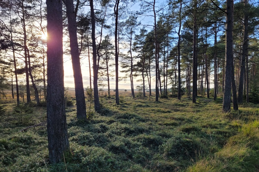 Natura 2000 omr der Ikast Brande Kommune natura-2000-omr-der-ikast-brande-kommune