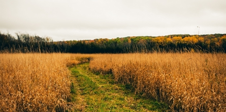 Kornmark med græssti i midten 