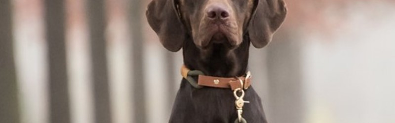 Hund med snor