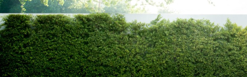 Grøn hæk med grøn plæne foran. Solen  skinner lige over hækken.