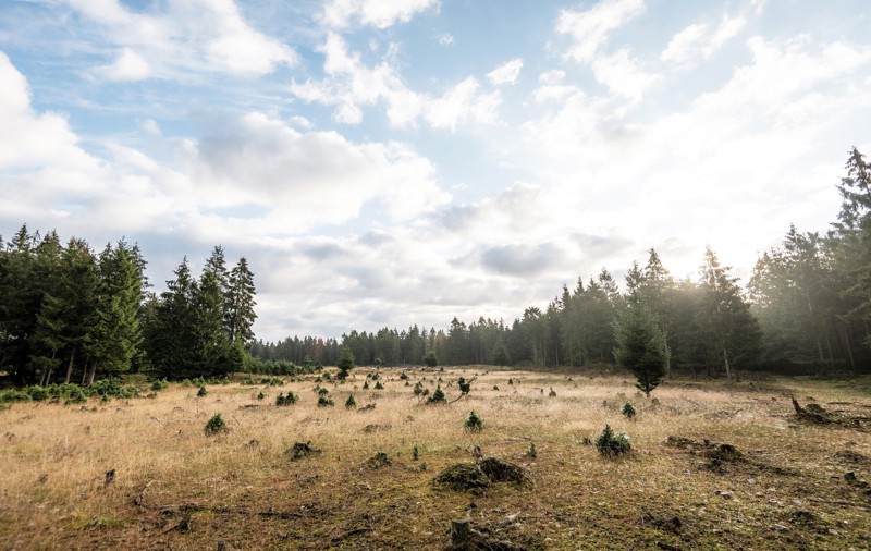Skov ved Gludsted