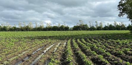 En våd kartoffelmark. Der står vand mellem rækker af kartofler 