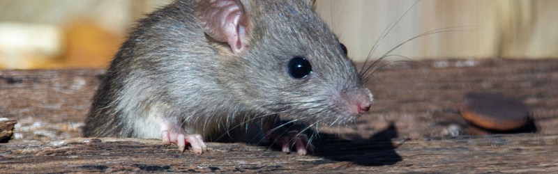 Billedet viser en grå rotte på en træbjælke