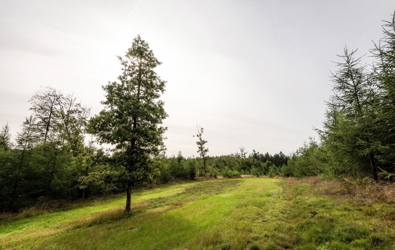Skov i Nørre Snede