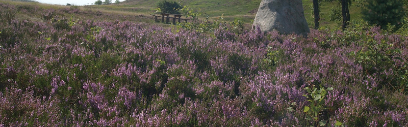 Bakker med lyng på
