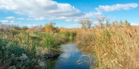 Billedet viser et vandløb, siv på begge sider