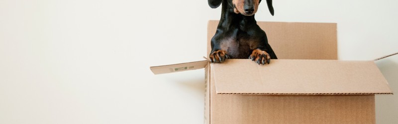 Dog in cardboard box