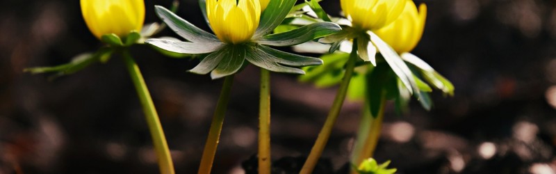 En erantis blomst, der er ved at gro