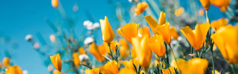Blomster