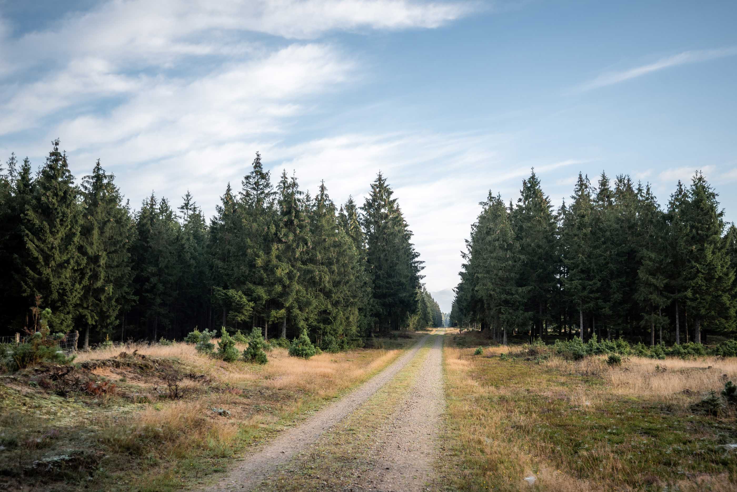 Mountainbikespor i Gludsted Plantage