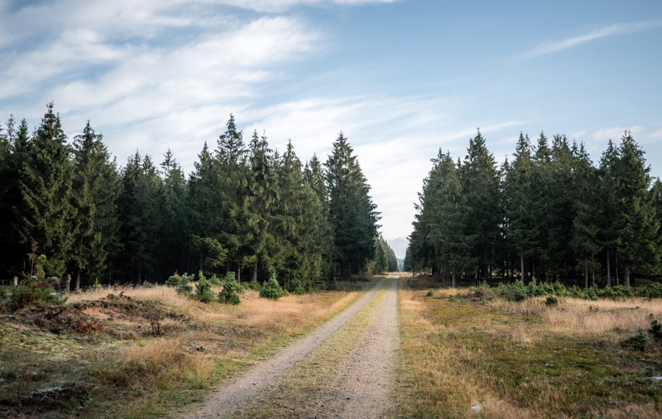 Mountainbikespor i Gludsted Plantage