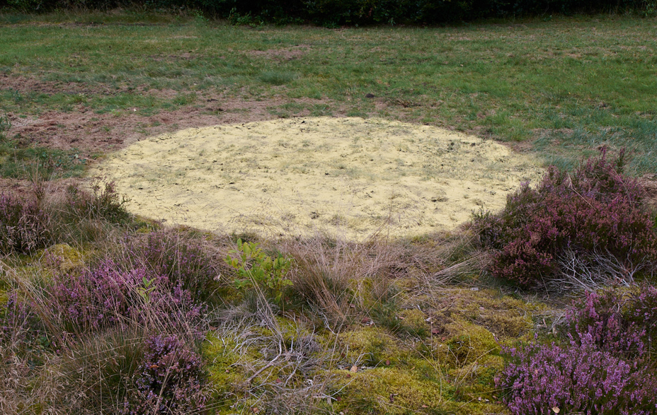 Fyrrepollen - et midlertidigt værk på Harrild Hede af Camilla Berner