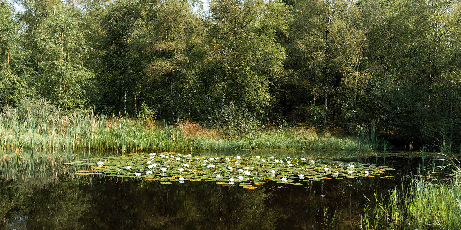 Sø med åkander i Uhre Naturpark