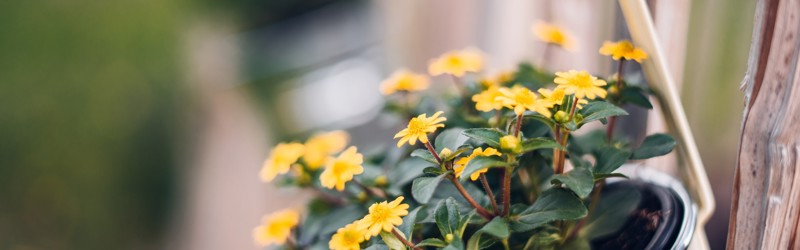 Blomster