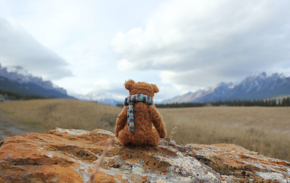 Ensom bamse kigger ud over landskab