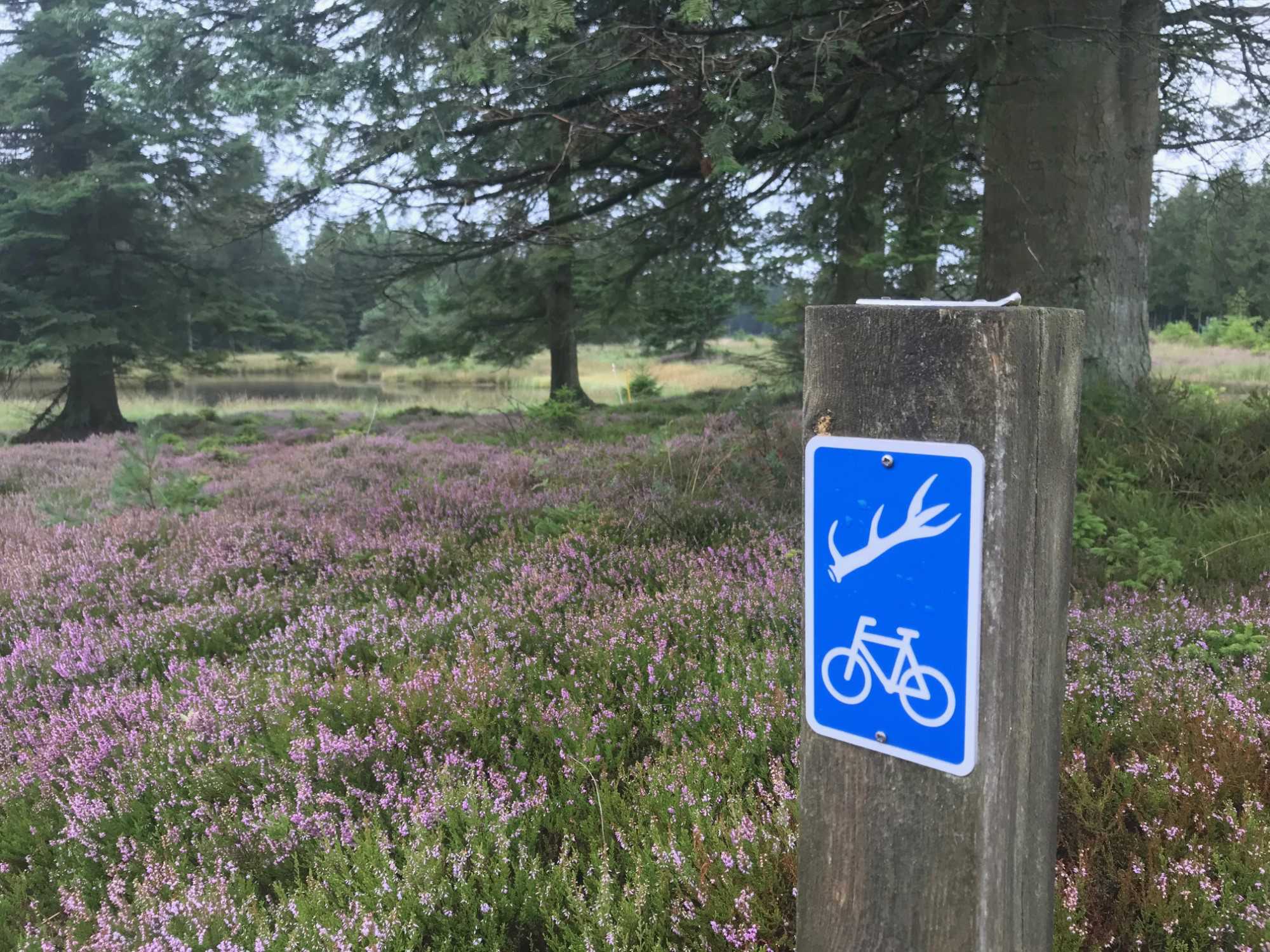 Skilt til Hjortestien og lyngklædt skovbund
